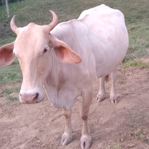 Chivita