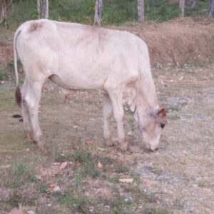 Becerro 2