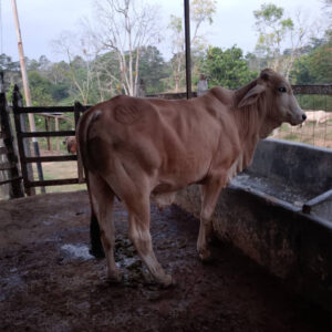 Novillo Escotero 1