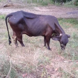 Vaca Escotero 1