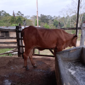 Vaca Escotero 3
